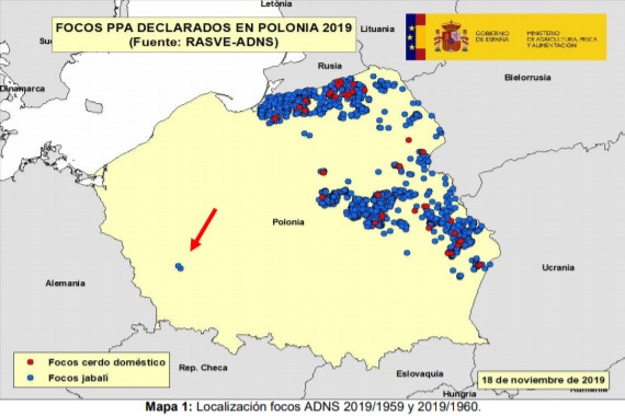ic-focos en poloni de ppp