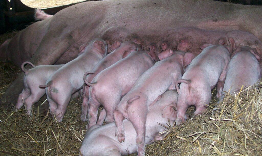 IC-lechada 101_2622-1024x610