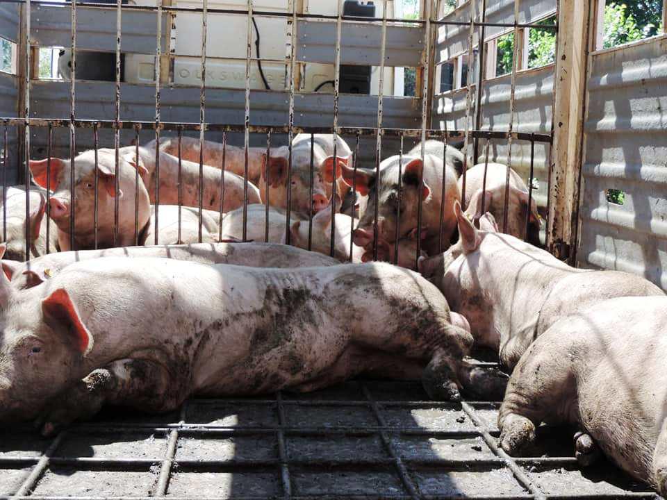 porcinos-para-Roca-Urquiza-y-Pipó