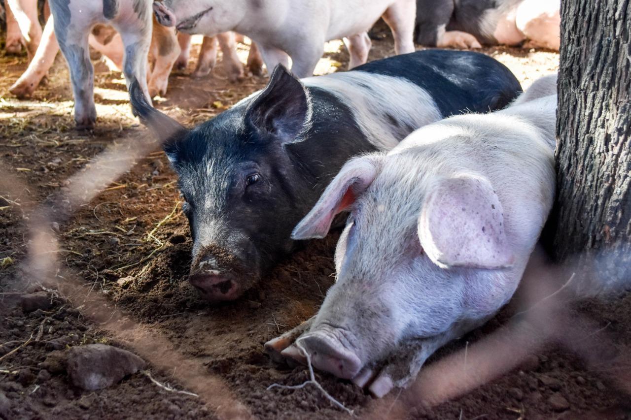 WhatsApp-Image-2019-04-17-at-20.16.53