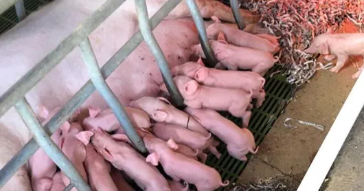 ic- granja porcina españa