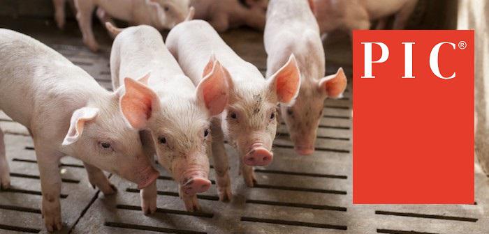 PIC-logo-pigs