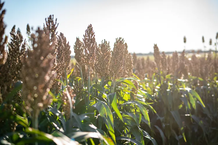 Sorgo 2-