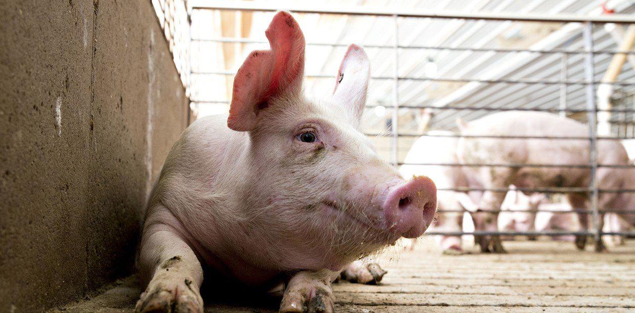 IC- peste porcina canada