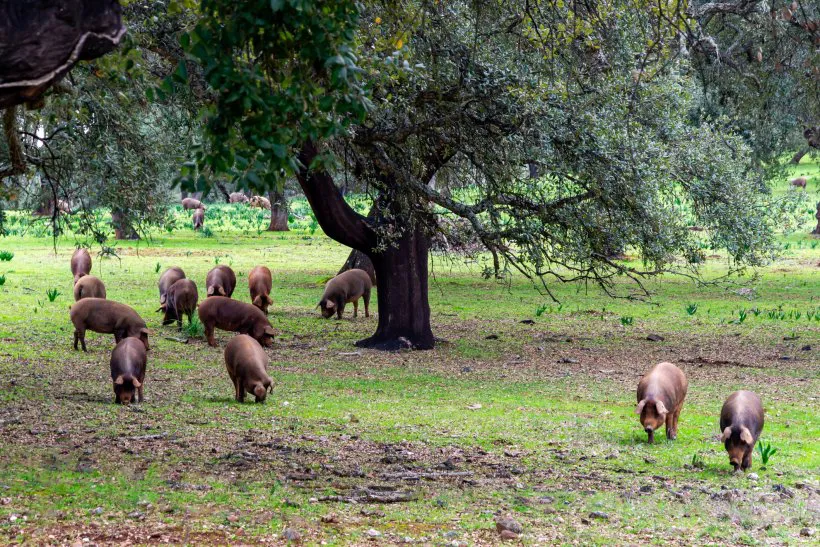 ic- cerdo-iberico_316232