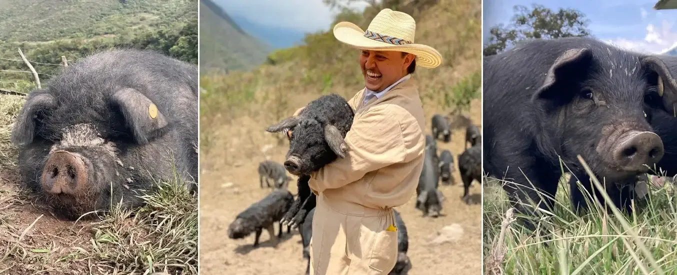 IC-cerdo negro co