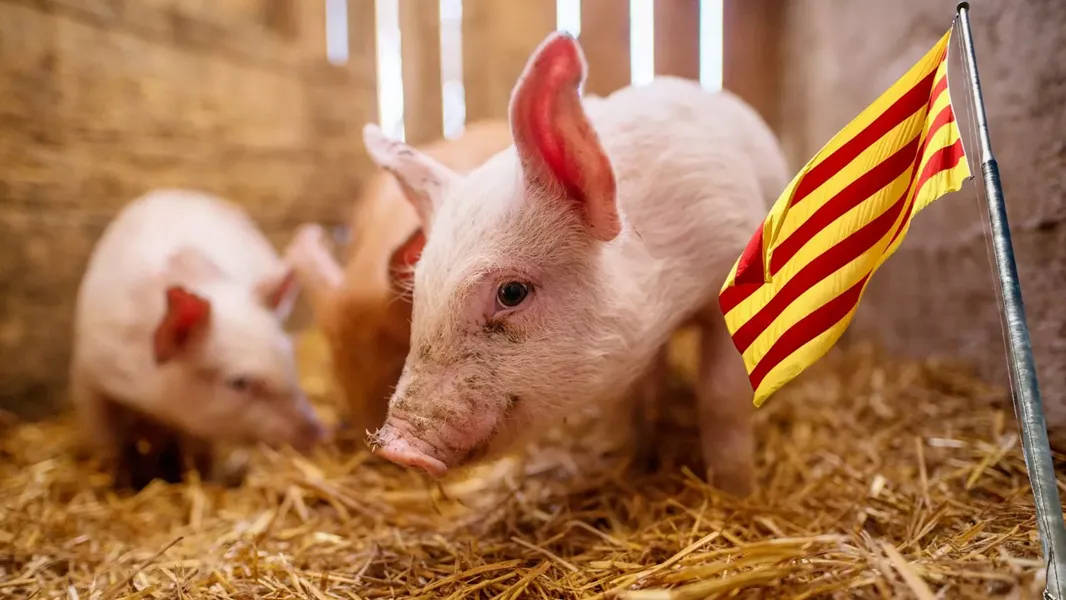 ic.porcino catalan