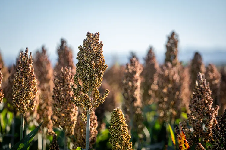 Sorgo 1