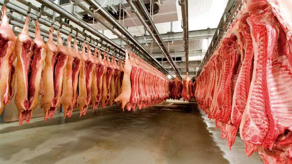 IC-export cerdo