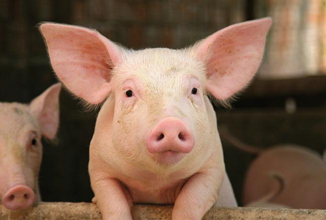 ic-care4pigs